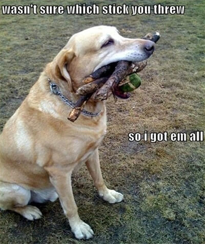 wasn't sure which stick you threw - so i got them all wasn't sure which stick you threw - so i got them all