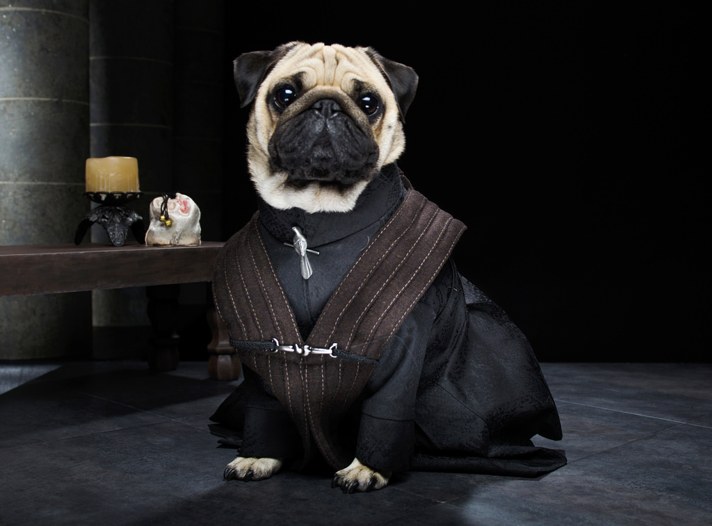 dressed-pug dressed-pug
